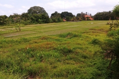 Ubud - Just planted paddies