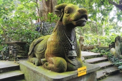 Ubud - Monkey Forest - Bull