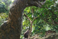 Ubud - Monkey Forest - Dragon head