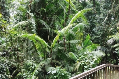 Ubud - Monkey Forest - Ferns