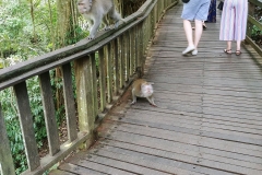 Ubud - Monkey Forest - Fighting monkeys