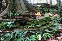 Ubud - Monkey Forest - Glowing leaf