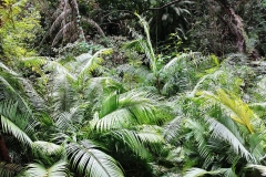 Ubud - Monkey Forest - Jungle