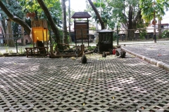 Ubud - Monkey Forest - Monkey eating
