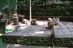 Ubud - Monkey Forest - Monkeys 4