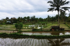 Ubud - More paddies