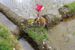 Ubud - Red plant