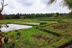 Ubud - Rice paddies