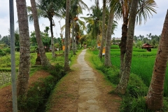 Ubud - Rice trail
