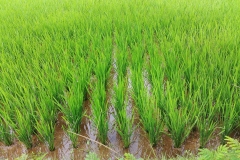 Ubud - Rows of rice