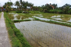 Ubud - Terraced paddies