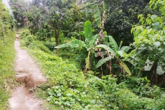 Ubud - Trail to the rice paddies