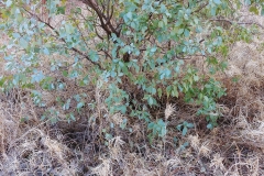 Uluru - Bush plum