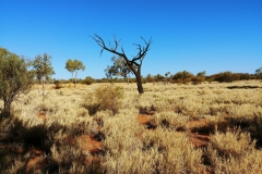 Uluru - Bush