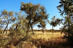 Uluru - Bush2