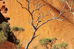 Uluru - Dead tree standing