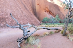 Uluru - Dead tree