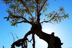 Uluru - Dramatic tree picture