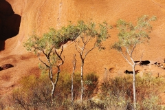Uluru - Gums