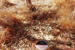 Uluru - Ilintji - Kangaroo grass
