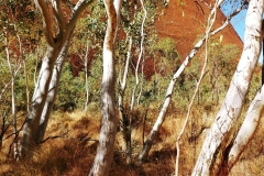 Uluru - Itara - River red gum