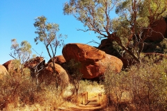 Uluru - Kuniya resting in python form