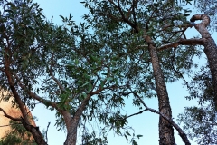 Uluru - Muur-muurpa - Desert bloodwood