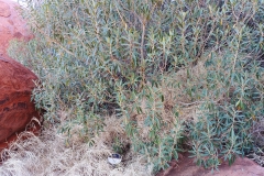 Uluru - Native fig