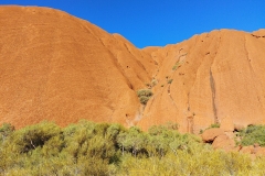 Uluru - Tree growing