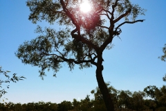 Uluru - Tree