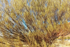 Uluru - Wanari - Common mulga