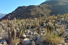 Vicuna hike - 13