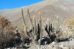 Vicuna hike - 23