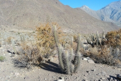 Vicuna hike - 24