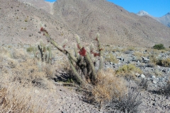 Vicuna hike - 34