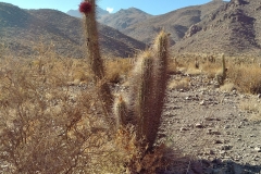 Vicuna hike - 35