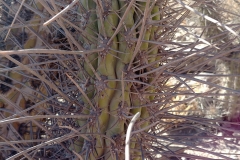 Vicuna hike - 46 - Cactus spine - detail