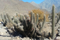 Vicuna hike - 47