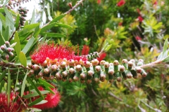 Wellington - Botanic Garden - 03 - Bottlebrush