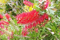 Wellington - Botanic Garden - 04 - Bottlebrush