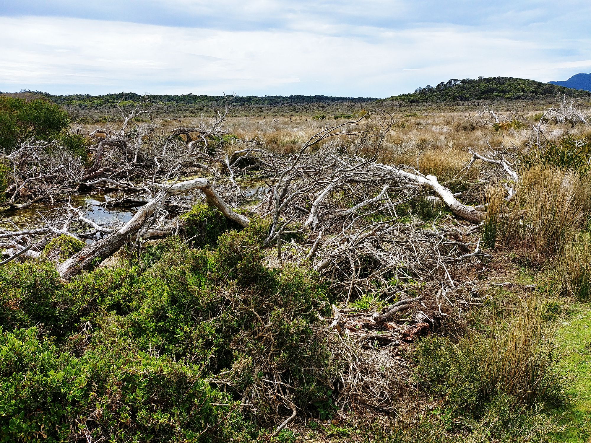 Wilsons Promontory National Park - Cotters Lake Walk 31b