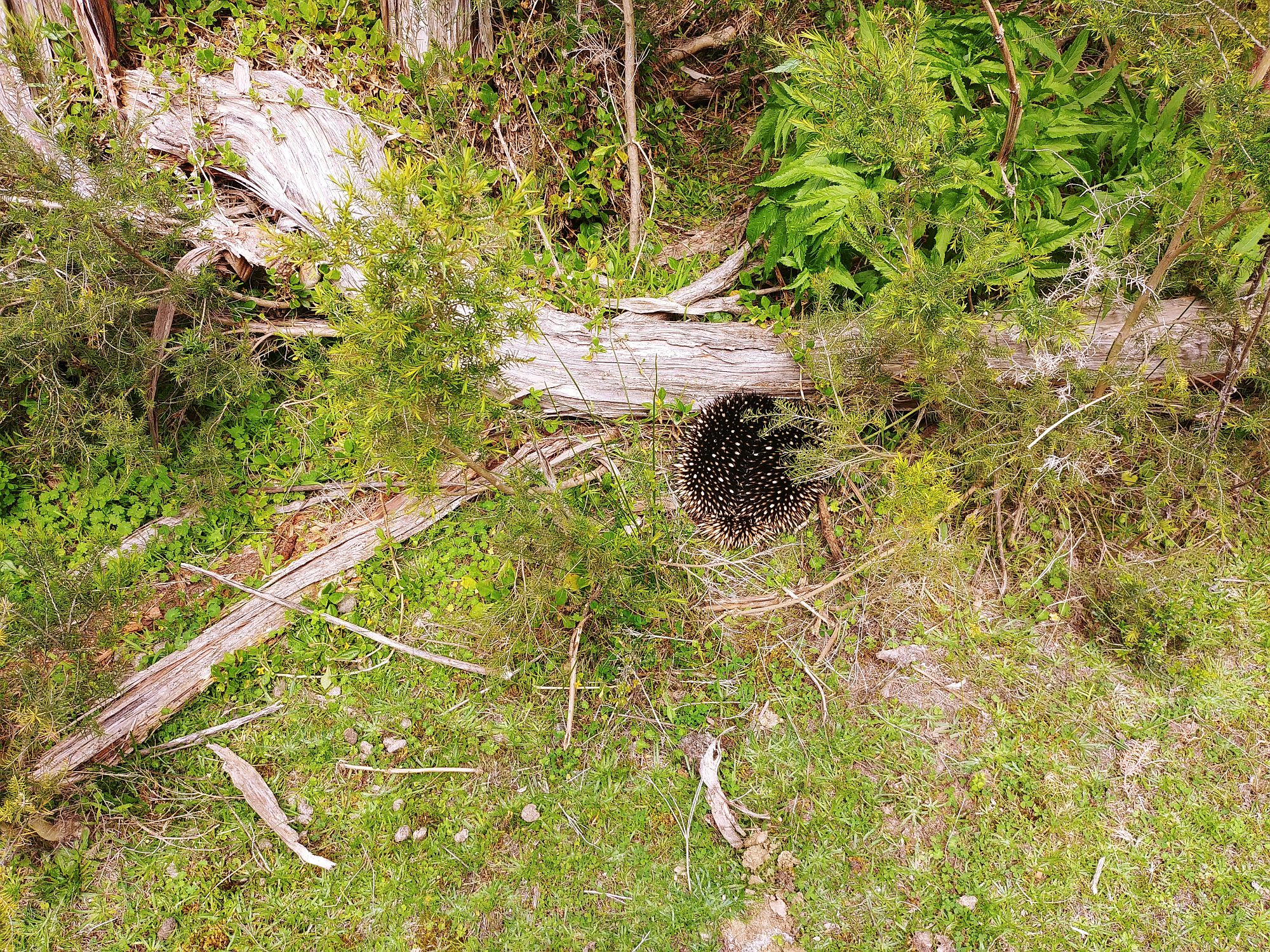 Wilsons Promontory National Park - Cotters Lake Walk 33 - Porcupine