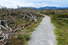Wilsons Promontory National Park - Cotters Lake Walk 26