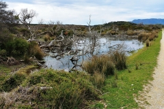 Wilsons Promontory National Park - Cotters Lake Walk 30