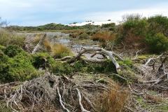 Wilsons Promontory National Park - Cotters Lake Walk 31