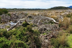 Wilsons Promontory National Park - Cotters Lake Walk 31b