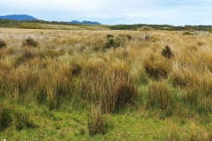 Wilsons Promontory National Park - Cotters Lake Walk 32