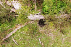 Wilsons Promontory National Park - Cotters Lake Walk 33 - Porcupine