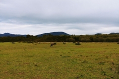 Wilsons Promontory National Park - Prom Wildlife Walk 01