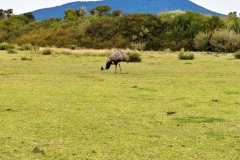 Wilsons Promontory National Park - Prom Wildlife Walk 02